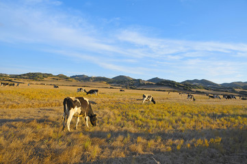 cows grazing in Menorca, Balearic Islands, Spain