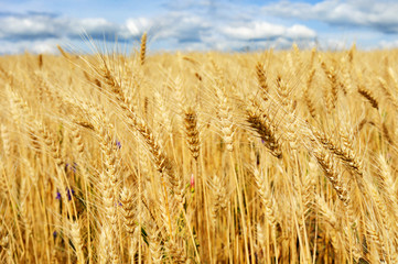 Summer wheat field