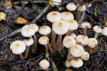 Inedible mushrooms