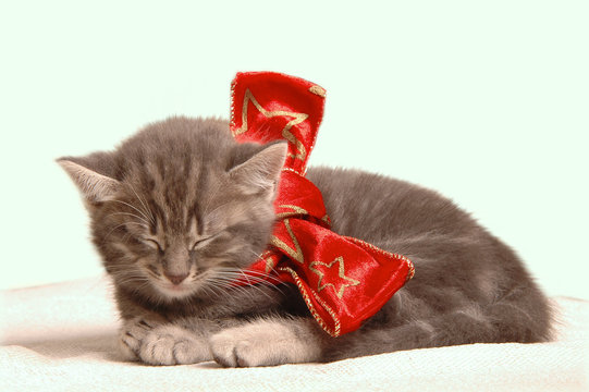 Gattino con fiocco rosso