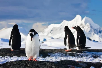 Fotobehang penguins  on a rock in Antarctica © Goinyk