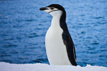 Fototapeta na wymiar black and white penguin