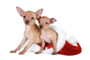 Two Toy terrier in Christmas cap