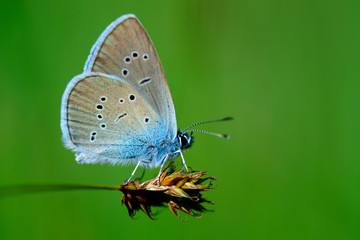 Butterfly Cupido minimus