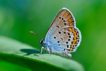 Fototapeta na wymiar Butterfly Polyommatus amandus