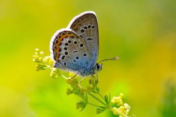 Butterfly Polyommatus amandus