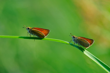Two small butterflys