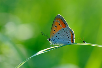 Butterfly Lycaena dispar
