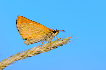 Butterfly Thymelicus sylvestris