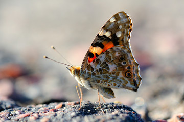 Butterfly Vanessa cardui