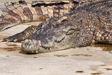 Crocodile