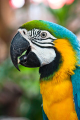 Macaw