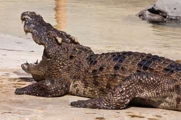 Crocodile
