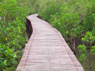 Mangrove Way