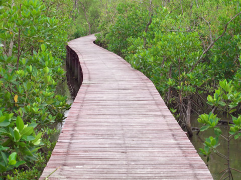 Mangrove Way © exsodus