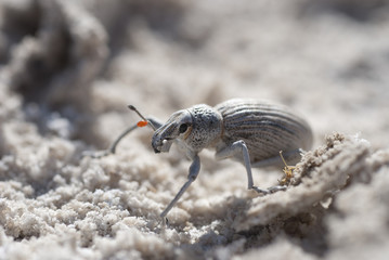 Dung Beetle, Mexico