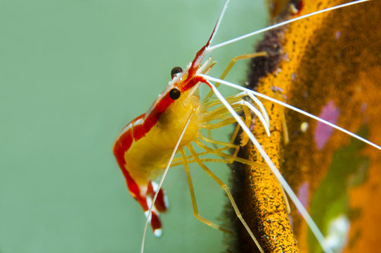 Gulf Of Mexico Shrimp, Lysmata Grabhami On Underwater Pipe