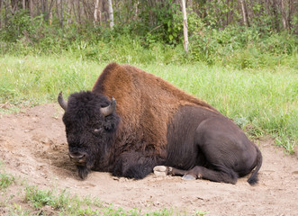 Buffalo in a dust bed