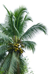 Fototapeta na wymiar coconut tree isolated on white