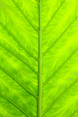 Green fresh leaf