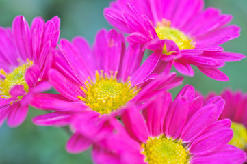 Obraz premium ピンクの菊のアップ