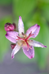 ホトトギスのアップ