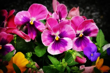 Keuken foto achterwand Viooltjes Kleurrijke bloemen