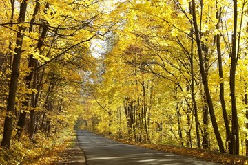 Obraz premium Road through the autumn forest on a sunny morning