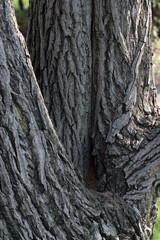Bark tree