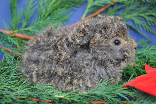 Cochon d'Inde/cobaye b&eacute;b&eacute; Lunkarya agouti citron