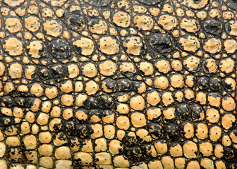 real crocodile skin