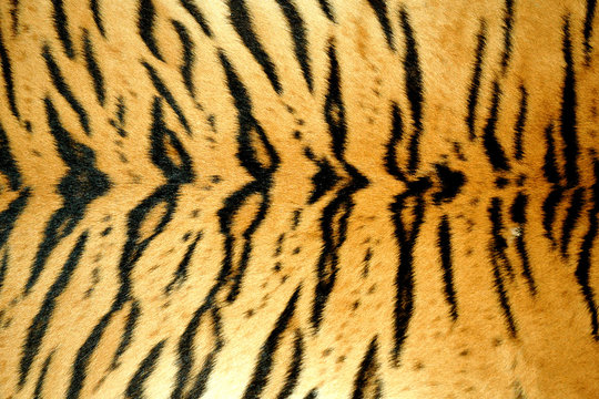 real tiger skin