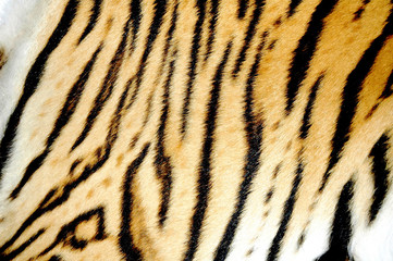 Fototapeta na wymiar prawdziwa skóra tygrysa