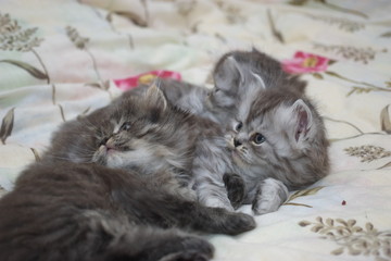 Persian kittens