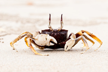 Crab