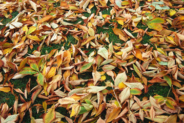 HOJAS, AMONTONADAS, SECAS, OTOÑO