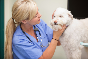 Female veterinarian examining dog