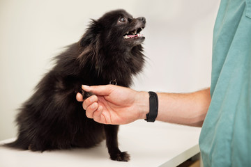 Veterinarian examining dog's paw