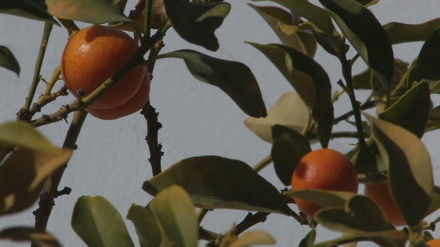 Orange, Cyprus