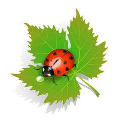 Vector illustration of a ladybug on leaf