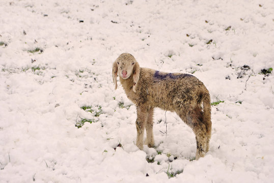 sheep cold winter