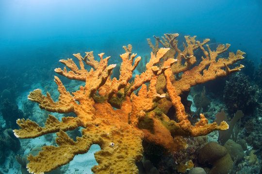Elklhorn coral