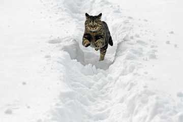 Eine kleine braun-schwarze Katze rennt mit großen Sprüngen durch den Schnee