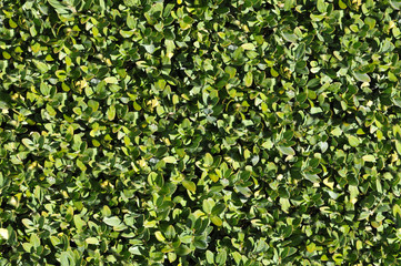 Green bush texture that perfectly loop