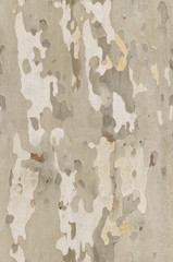 Platan bark texture that perfectly loop