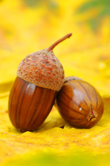 acorns