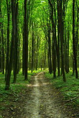 Obraz premium forest