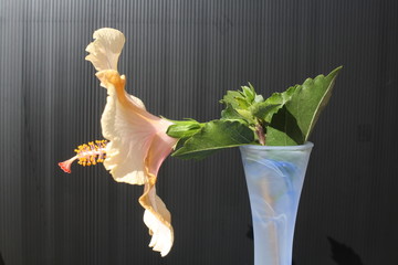 Hibiscus,Gran Canaria © Stephan von Mikusch