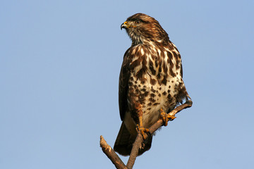 Common buzzard