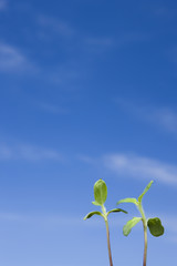 青空とヒマワリの新芽